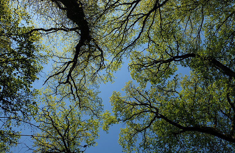 Factsheet Sorbus terminalis